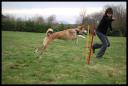 Chiens